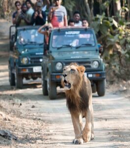 sasan-gir-1